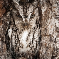 Eastern screech owl