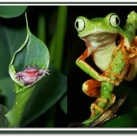 TWO FROGS