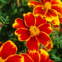 Flowers on fire