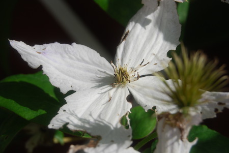 Broken flower - white, broken, yellow, green, flowers, shadow, flower