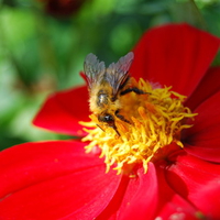 A little visitor