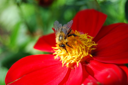 A little visitor - flowers, yellow, fly, red, green, insect, flower, hoverfly