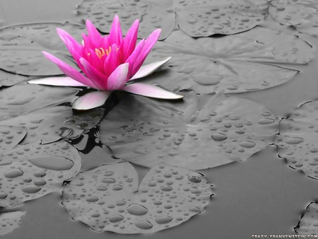 pink lily wallpaper 1600x 1200.jpg - nature, lily, pad, pink