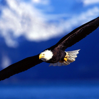 An Eagle On Final Approach