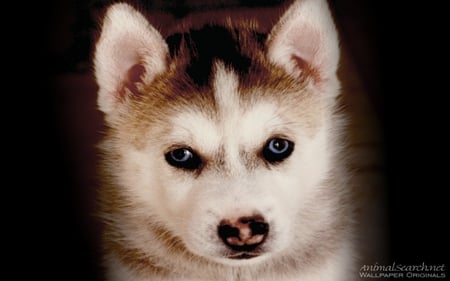 Cute Husky Pup - animal, cute