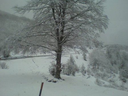 mountain road - mountain trees, winter scene