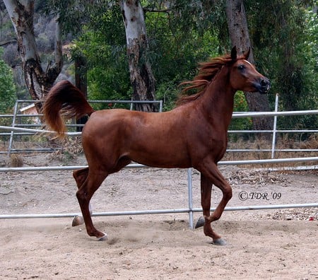 Danza Angelica The Arabian Mare - horses, animals, chesnut, stallions, arabian horse, arabian, mares