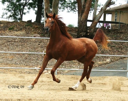 Danza Angelica The Arabian Mare - arabian, chesnut, mares, horses, arabian horse, stallions, animals