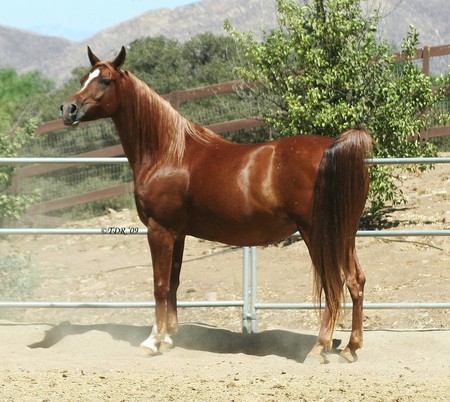 Kiarra The Arabian Mare - arabian, chesnut, mares, horses, arabian horse, stallions, animals