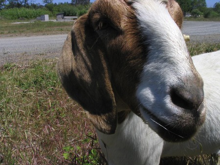 Goatface - nanny, goat, animal, nature, cute