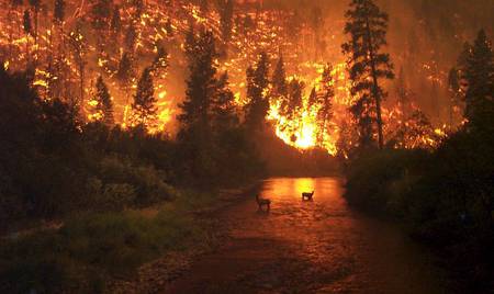 Wildlife Wildfire - photography, places