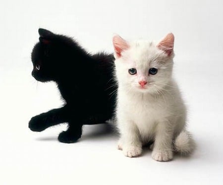 Black and White Kittens - white, kittens, cats, photography, black