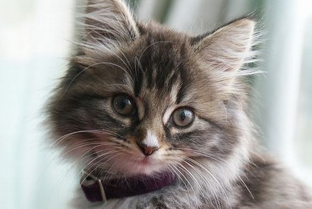 Cutest Cat Face - cute, kittens, cats, photography