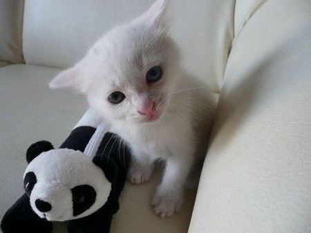 Panda and Kitten - cute, cats, kittens, photography