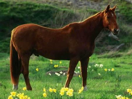 a good horse - male, daffiols, brown, field