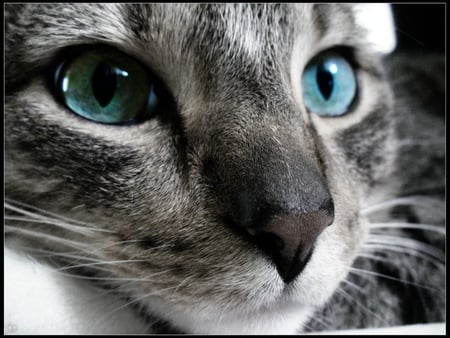 cat - cat, grey, blue