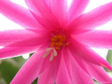 Easter cactus by pralinkova princezna .jpg - flower, pink, catus