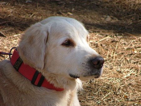 Bonati in the country. - golden retriever, bonati