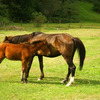 HORSES ON GREEN MEADOW