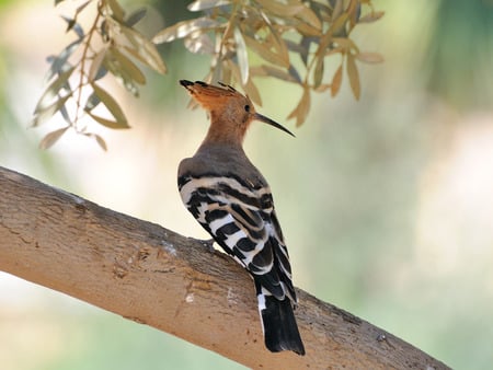 Hoopoe - hoopoe, cool