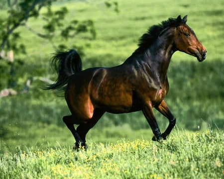 Running free - field, stallion, beautyful