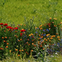 spring flowers