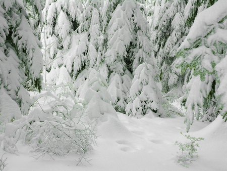   fir trees - snow, fir, trees