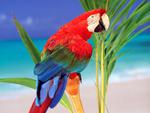 Macaw