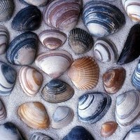 Clam Shells