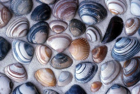 Clam Shells - ocean, sand, beach, clam shells