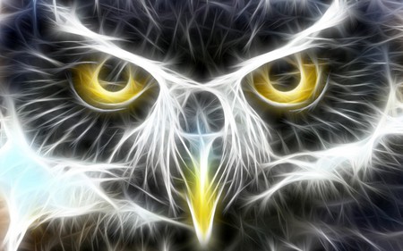 owl