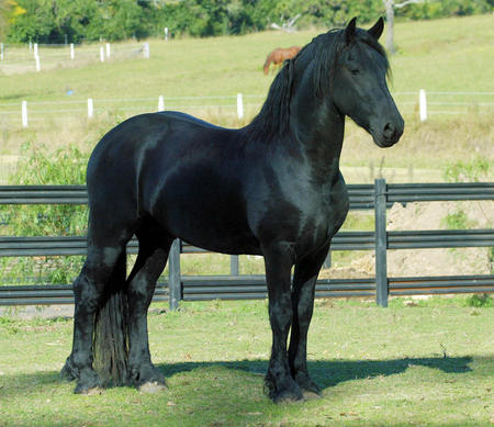 Horse - cavalo, horse, animals