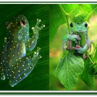 BEAUTIFUL  FROGS