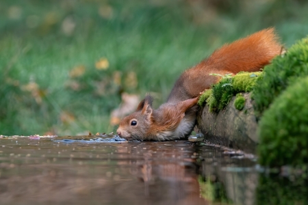 Drinking Squirrel