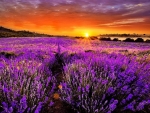 Lavender flowers at sunset