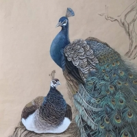 Peacocks