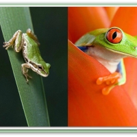 TWO FROGS