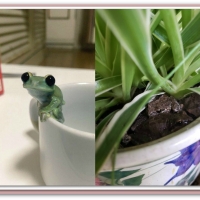 FROGS IN POTS