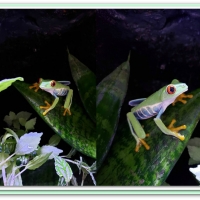 FROGS ON LEAVES