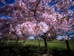 Spring Flowers