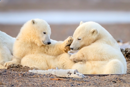 Polar Bear Cubs