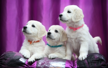 Puppies - white, cute, dog, caine, puppy, trio, labrador, pink