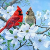 Cardinals and magnolias