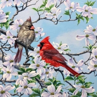 Cardinals and magnolias