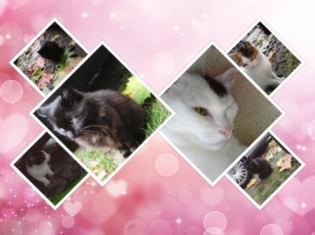 Collage of cats - cute, cats, collages, lovely