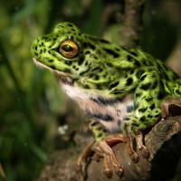 Fuzzy leopard frog