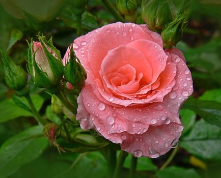 For You - rose, flower, love, pink