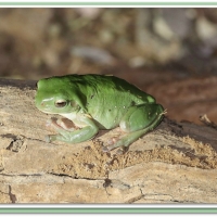 FROG ON A LOG