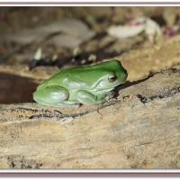 FROG SITTING ON A LOG