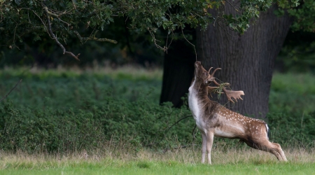 ~  Twig Grasping ~    - Stag, trees, antlers, Branch, grassland